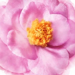 Discount NUXE Balsamo Districante Effetto Lucentezza