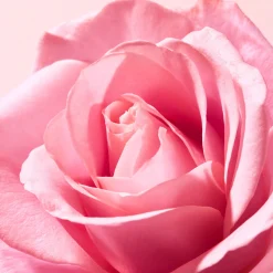 New NUXE Balsamo idratante labbra alla rosa