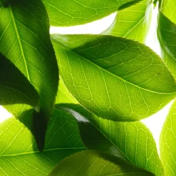 Online NUXE Deodorante freschezza 24h, Rêve de Thé 50 ml