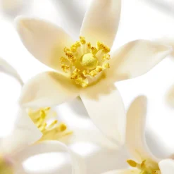 Sale NUXE Huile Prodigieuse® Néroli 100ml - Olio secco per viso, corpo e capelli