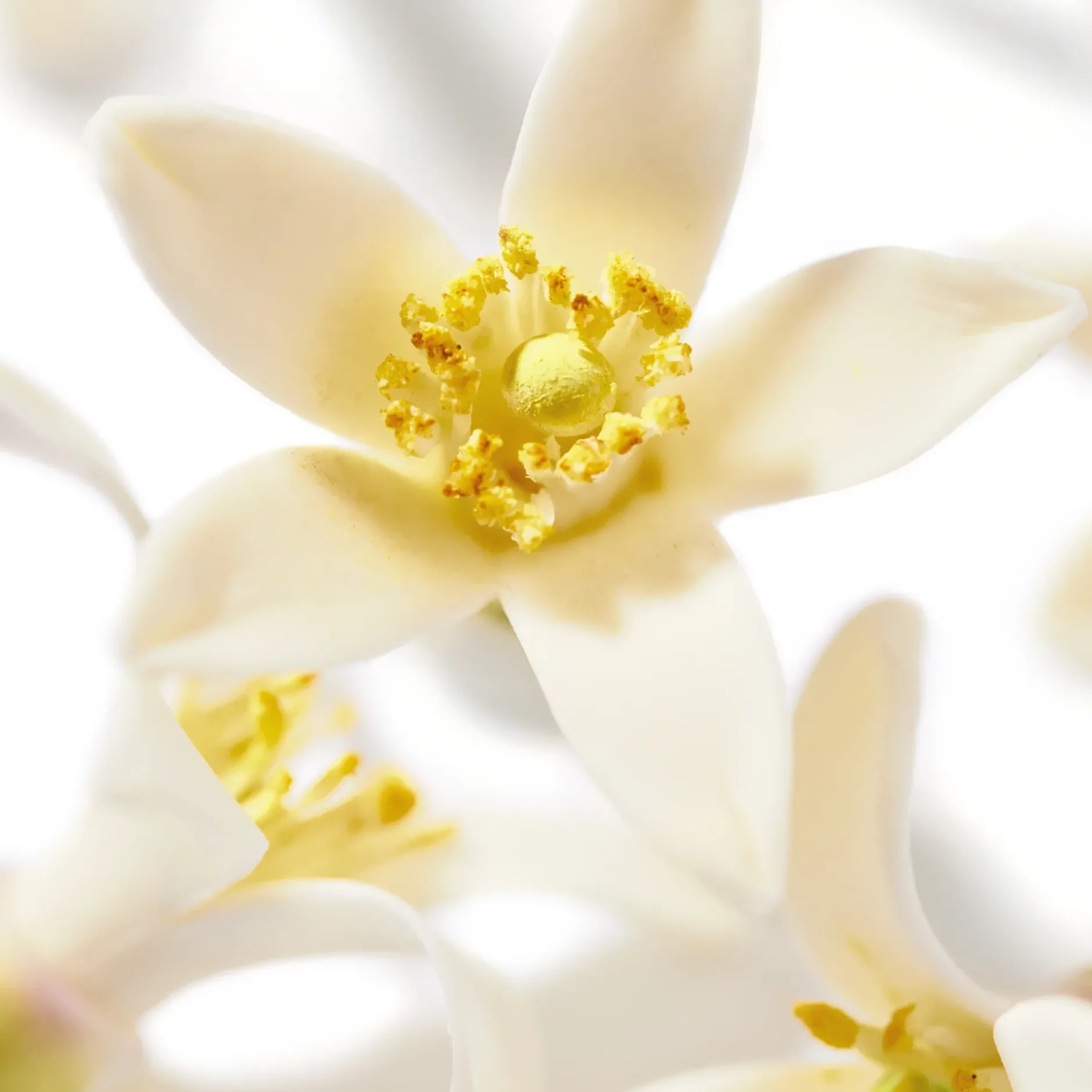 Sale NUXE Huile Prodigieuse® Néroli 100ml - Olio secco per viso, corpo e capelli